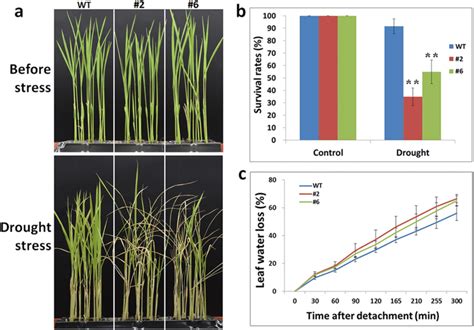 Osmir Overexpression In Rice Decreased Drought Tolerance At The