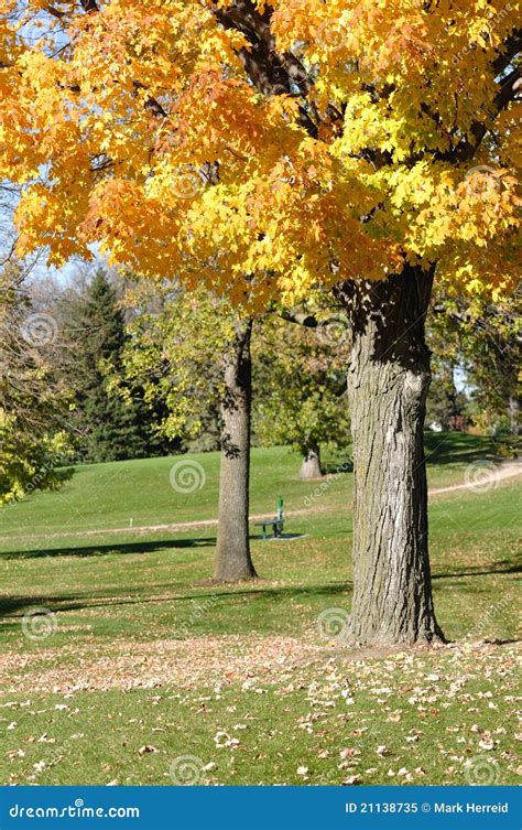 Colorful Yellow Leaves On Maple Tree Stock Image Image Of Leaf