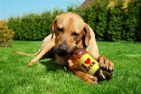 Dog Drinking Beer Stock Image Image Of Drinking Friendly 41959185