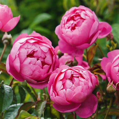 La fleur fresh flower market has given austin a chance to stop and smell the roses. David Austin Royal Jubilee Rose Archives - Playing With ...