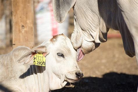 Fondo Una Vaca Brahman Lame A Su Ternero En El Costado De La Cara
