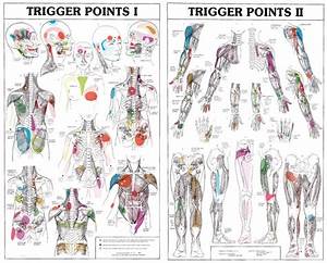 27485 Trigger Points Charts Fysiomed