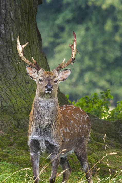 Sika Deer Photograph By Chris Smith