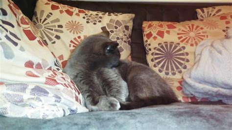 Diets low in iron, and other essential. 720pCat licking fur 🐱🎉 - YouTube