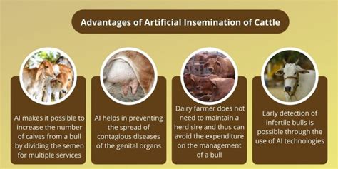 Artificial Insemination Of Cattle Advantages And Disadvantages