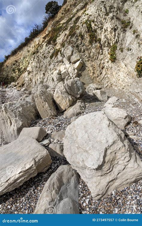 Limestone Cliff At Lulworth Cove Wareham England Part Of Jurassic