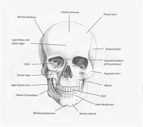 Human face has fourteen bones including the lacrimal bones, the zygomatic bones, the vomer, the nasal these 14 bones form the basic shape of the face, and there are 29 bones in the human head. bones and muscles of the head drawing | Bones and muscles, Head muscles, Drawings