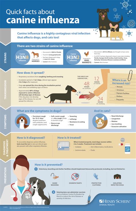 Canine Influenza Symptoms Diagnosis And Treatments Of Dog Flu
