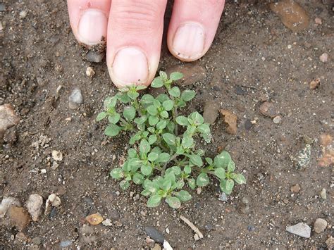 How to get rid of chickweed in garden. Common Chickweed - Ontario AppleIPM