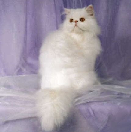 She will be sleeping in the sun when she suddenly explodes, running around the room and rolling around. Persian Cat and Care