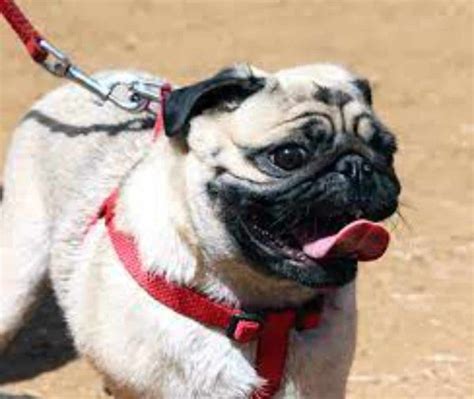 How Long Are Pugs Pregnant Pug Pregnancy Stages And Symptoms