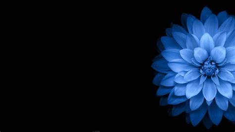 Flowers Blue Black Dark Wallpapers Hd Desktop And Mobile Backgrounds