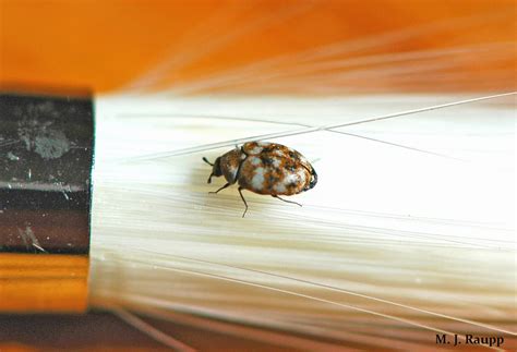 New Year Visits By Tiny Beetles Carpet Beetles And Their Kin