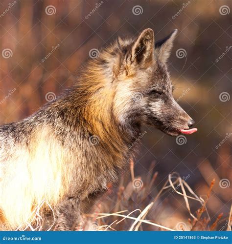 Portrait Of Red Fox Genus Vulpes Licking Snout Stock Image Image Of