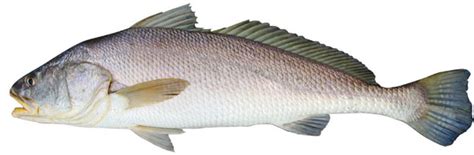 Black Jewfish Protonibea Diacanthus Umpan