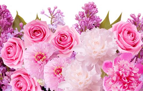 Beautiful Pink Roses Wallpapers For Desktop