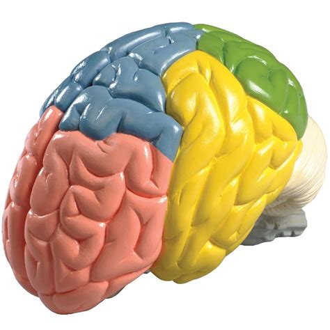 Life Size Color Coded Brain Model