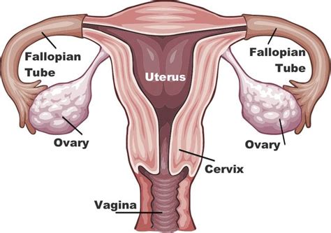 Ovarian Cysts Causes Symptoms And Treatment Live Science 万博登录万博官方网站是什么