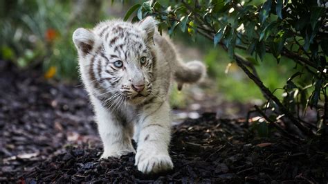 White Tiger Cub Wallpaper (57+ images)