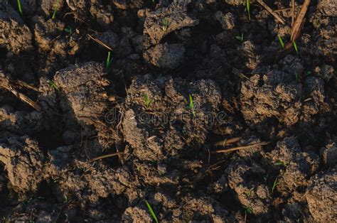 Soil Mud In Rice Field Prepare For Plant Rice In Agriculture Stock