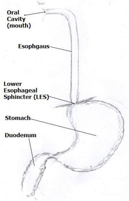 Esophagus And Stomach Diagram