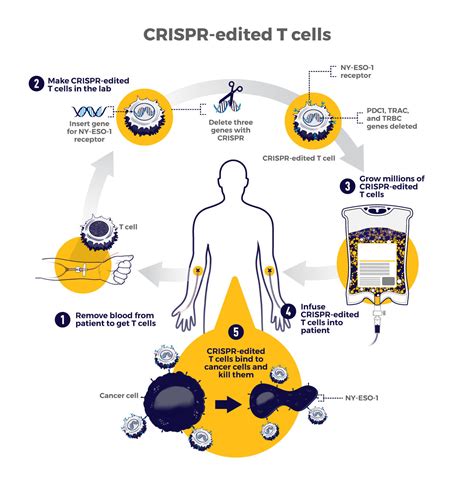 How Crispr Is Changing Cancer Research And Treatment Nci