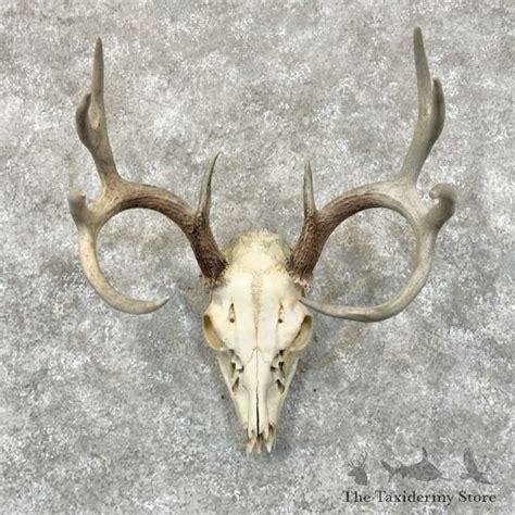 Whitetail Deer Skull European Mount For Sale 28817 The Taxidermy Store