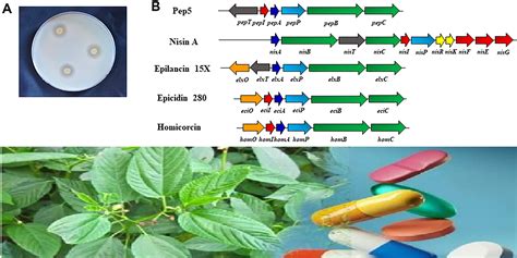 Gnobb A Novel Lantibiotic From Jute Endophyte Congratulations To The