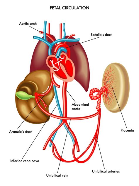 Sistema Circulatorio Infografia Anatomia Del Sistema Circulatorio Sexiz Pix