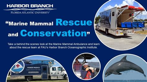 Marine Mammal Rescue And Conservation At Faus Harbor Branch Youtube