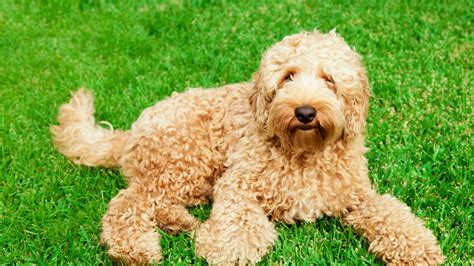 Labradoodle Creator Says Introducing The Dog Is His Lifes Regret