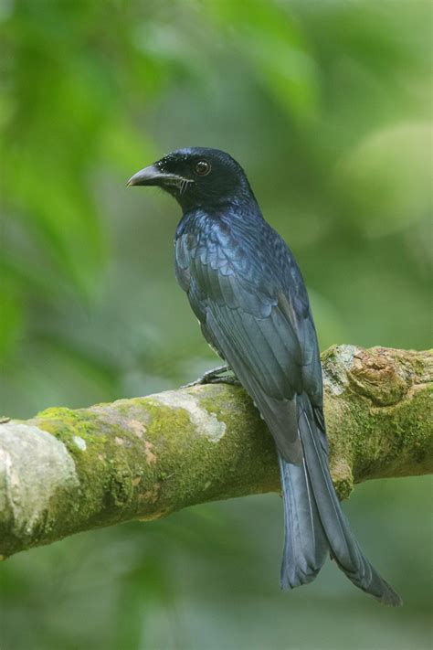 Crow Billed Drongo Birds Of Singapore