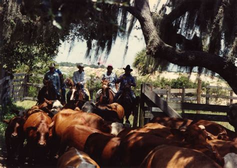 Florida Memory Cattle Ranching At The Brighton Seminole Reservation