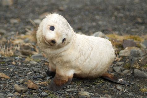 Filebaby Fur Seal South Georgia Wikipedia The Free Encyclopedia