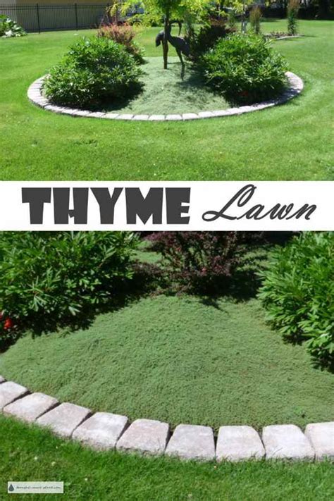 Ground Covers To Replace Lawn Tyres2c