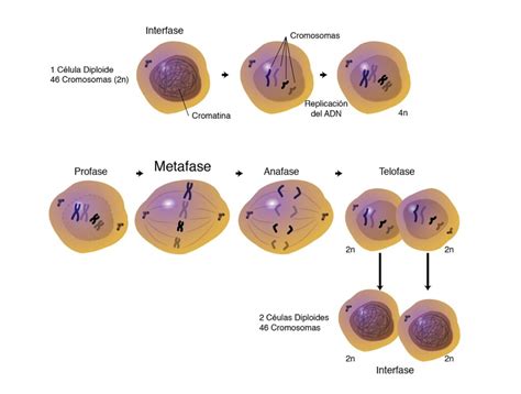 Fases De La Mitosis Ciclo Celular Las 4 Images