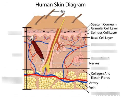 Chapter 6 Integumentary System Diagram Quizlet