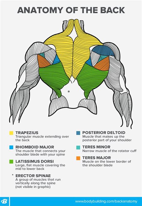 Upper Back Muscles Workout Off 69