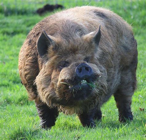 American Kunekune Pig Rabsoluteunits