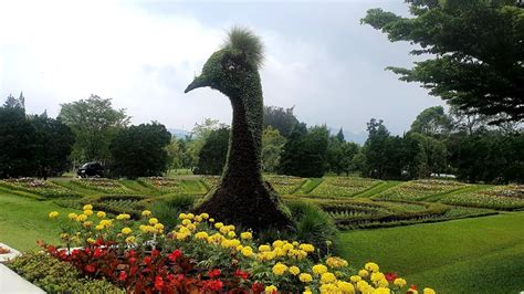 amazing cipanas beautiful taman bunga nusantara youtube