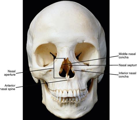 Nasal Septum Bones Lab Practical 1 Axial Skeleton Biology 271 With