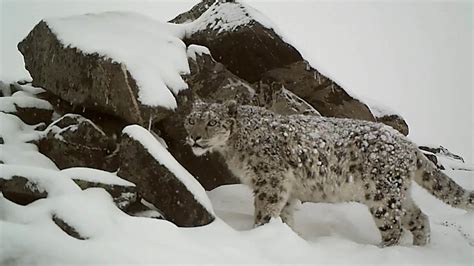 Russian Conservationists Launch Survey Of Elusive Snow Leopard