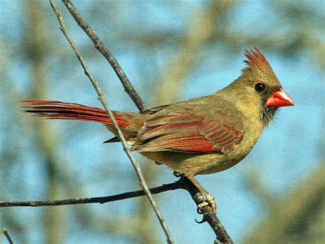 Cardinalidae Bird Index Cardinals And Allies