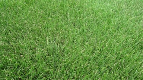 How To Fix Bare Spots In Lawn Grass Patch Repair Tips