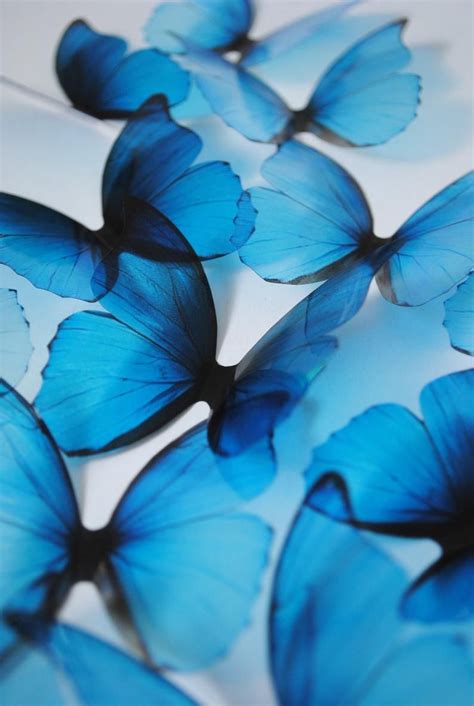 Blue Rainbow Butterflies D Acetate Butterflies Ombre Blue Etsy Blue