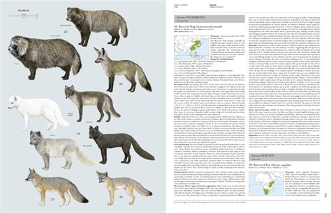 Handbook Of The Mammals Of The World Volume 1 Lynx Edicions