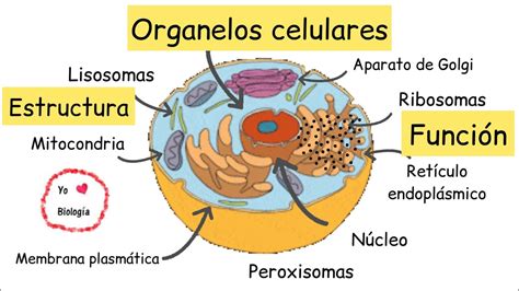 Organelos Celulares Estructura Y Funci N Biologiayecologia