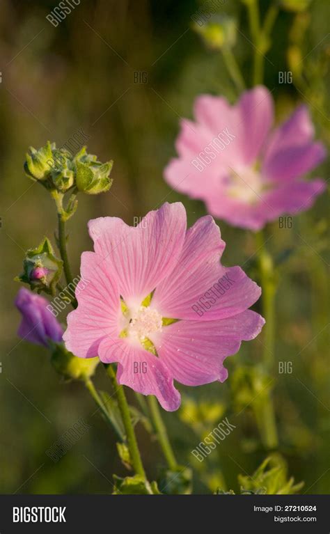 Mallow Flowers Image And Photo Free Trial Bigstock