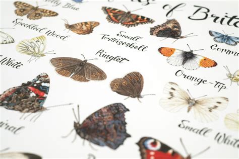 British Butterflies Poster A3 Or A4 Decorative Identification Etsy
