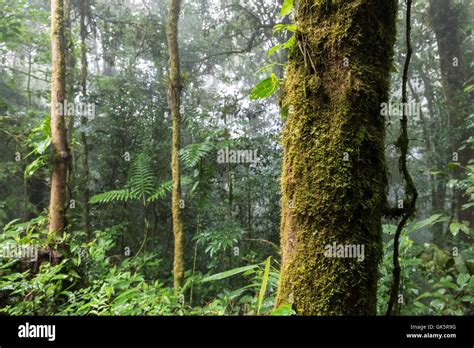 Rainforest Costa Rica Central America Stock Photo Alamy